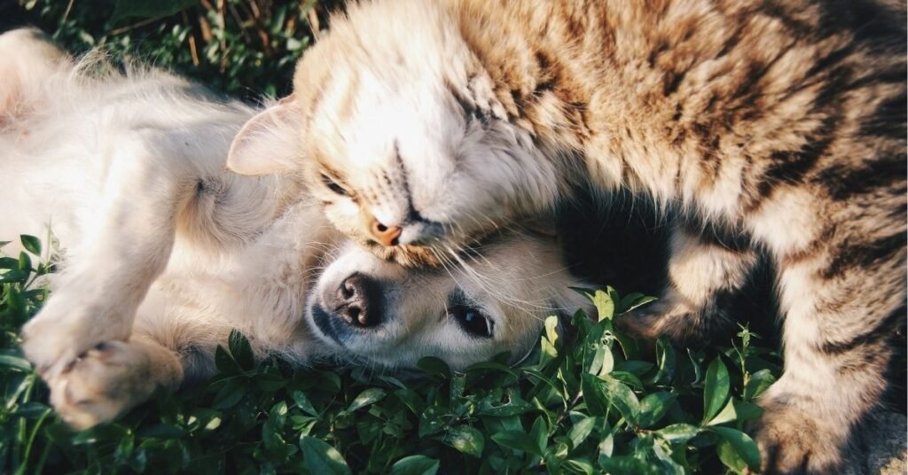 Best Pets for College Students