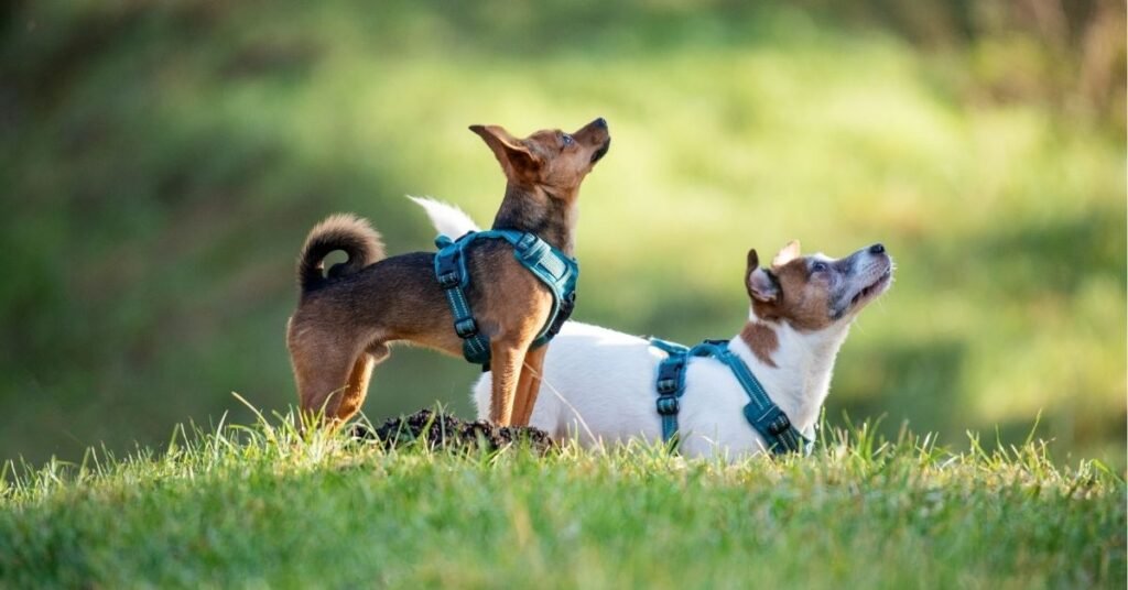 Best Dogs for College Students