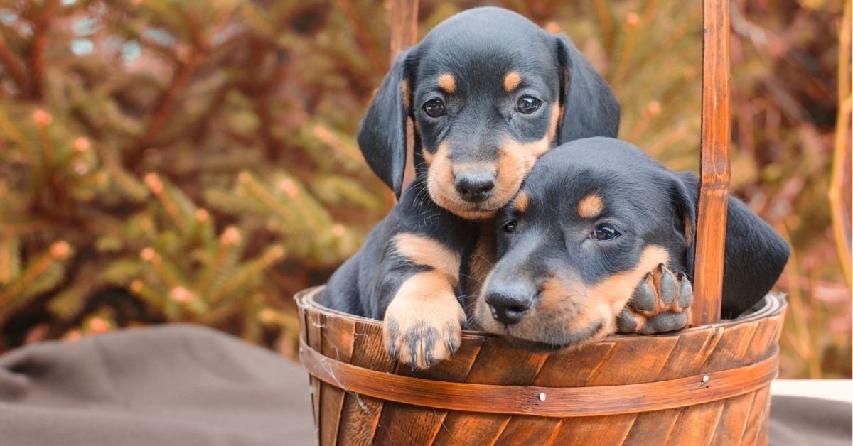 Best Dog Breeds for College Students